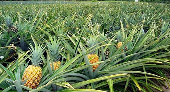 Plantation video thumbnail